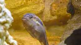 Foto mit Türkisgoldbarsch - Melanochromis auratus