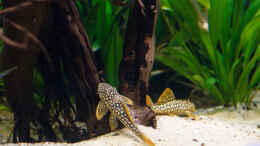 aquarium-von-diskus-amana-amazonas-diskus_2015, Sonnenwelse L14, Scobinancistrus aureatus