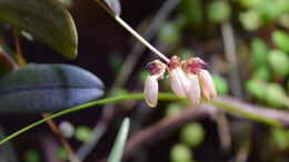 aquarium-von-junglist-bachlauf-paludarium-gibts-so-nicht-mehr_Bulbophyllum roxburghii