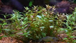 aquarium-von-junglist-bachlauf-paludarium-gibts-so-nicht-mehr_Rotala indica und rotundifolia (davon hauptsächlich Kopfste