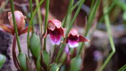 aquarium-von-junglist-bachlauf-paludarium-gibts-so-nicht-mehr_Blüte Maxillaria sanguinea