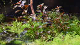 aquarium-von-junglist-bachlauf-paludarium-gibts-so-nicht-mehr_Ludwigia sp. Super Red emerse Form