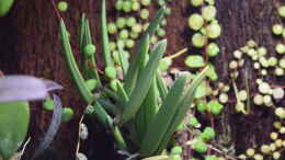 aquarium-von-junglist-bachlauf-paludarium-gibts-so-nicht-mehr_Dendrobium wassellii mit Perperomia rostrata