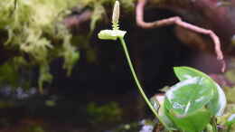 aquarium-von-junglist-bachlauf-paludarium-gibts-so-nicht-mehr_Emerse Blüte von Anubias barteri Nana