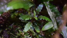 aquarium-von-junglist-bachlauf-paludarium-gibts-so-nicht-mehr_Hygrophila pinnatifida Fiederspaltiger Wasserfreund emers