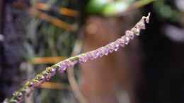 aquarium-von-junglist-bachlauf-paludarium-gibts-so-nicht-mehr_Blüte von Stelis sp.