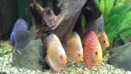 aquarium-von-kunibert-schaefer-becken-32360_Einmalige Formation