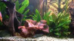 aquarium-von-kunibert-schaefer-becken-32360_