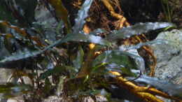 aquarium-von-derimperator-irgendwo-in-asien_Cryptocoryne spec.