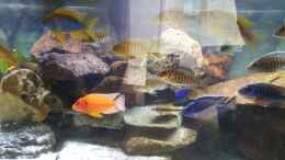 aquarium-von-mia-sun-malawibecken_