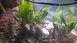 aquarium-von-mia-sun-malawibecken_Anubia 