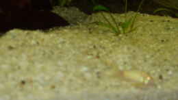 aquarium-von-ronny-derndorfer-becken-3240_Albino Panzerwels