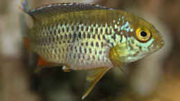 aquarium-von-redfin-amerika-apistogramma-becken_Nanacara anomala