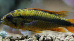 aquarium-von-redfin-amerika-apistogramma-becken_Apistogramma Agazissi Weibchen