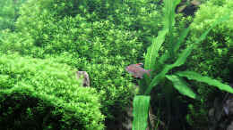 aquarium-von-redfin-amerika-apistogramma-becken_Gitterpflanze