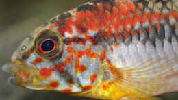 aquarium-von-redfin-amerika-apistogramma-becken_Apistogramma macmasteri