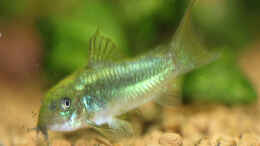 aquarium-von-redfin-amerika-apistogramma-becken_Corydoras sp. Fluorescent Green