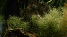 aquarium-von-foxi-inspiration-of-community_Pogostemon erectus