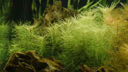 aquarium-von-foxi-inspiration-of-community_Pogostemon erectus 