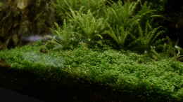 aquarium-von-foxi-inspiration-of-community_Teppichetage - Hemianthus callitrichoides Cuba  und dahint