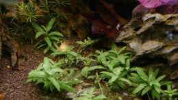 aquarium-von-foxi-inspiration-of-community_gaaaanz langsamme Staurogyne repens