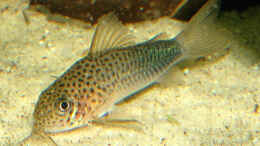 aquarium-von-volker-hebestreit-becken-3245_Corydoras similis