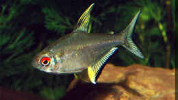 aquarium-von-volker-hebestreit-becken-3245_Hyphessobrycon pulchripinnis, dominantes Männchen