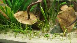 aquarium-von-patricks-amazonas-becken-32469_Grasartiger Bodendecker ich glaube es heisst Zwergenkraut