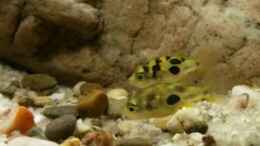 aquarium-von-j--pea-puffer039-s-pool_Carinotetraodon travancoricus