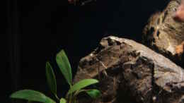 aquarium-von-mario-koeppl-kongo-river_Anubias afzelli