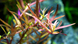 aquarium-von-hans-j-dennerle-nano-cube-60_Rotala sp. colorata