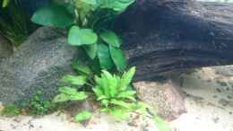 aquarium-von-aquaristik-padawan-green-quarry_