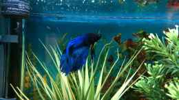 aquarium-von-hanse-hannes-nano-roehrenradio-betta-splendens_Betta 03