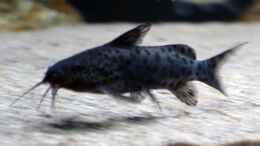 aquarium-von-freezer2510-moorii-and-more_Synodontis Njassae