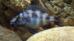 aquarium-von-freezer2510-moorii-and-more_Placidochromis milomo färbt gerade...