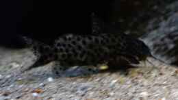 aquarium-von-freezer2510-moorii-and-more_Synodontis Njassae