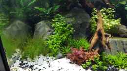 aquarium-von-sven-oelze-naturaquarium-aquascape_