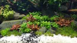 aquarium-von-sven-oelze-naturaquarium-aquascape_