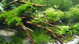 aquarium-von-sven-oelze-naturaquarium-aquascape_