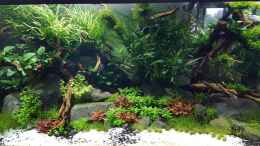 aquarium-von-sven-oelze-naturaquarium-aquascape_