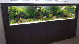 aquarium-von-sven-oelze-naturaquarium-aquascape_Aquarium Hauptansicht von Naturaquarium Aquascape