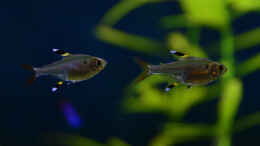 aquarium-von-bigbeef-becken-32568_Sternfleckensalmler, Pristella maxillaris