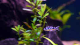 Foto mit Marmorierter Panzerwels, Corydoras paleatus