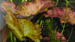 aquarium-von-ravenclaw57-gesellschaftsaquarium_6.) Nymphaea lotus Zenkeri (rote Tigerlotus)