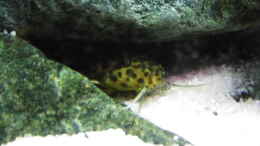 Foto mit Synodontis Petricola Draw