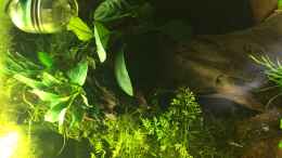 aquarium-von-davidk31-african-life_Anubias cofffeifolia