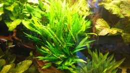 aquarium-von-wolly-wollys-suedamerika-becken_Cryptocoryne wendtii (Januar 2016)