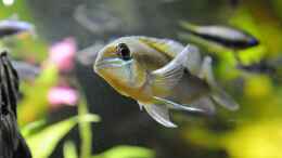 aquarium-von-peter-vlasaty-gruenes-juwel_Schwanzstreifenbuntbarsch (Biotodoma / Geophagus cupido) - R