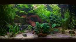 aquarium-von-nicu-erstes-eigenes-aquarium-juwel-rekord-800_