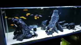 aquarium-von-nadja9500-cichlidenbecken_500L Malawibecken African Cichlid Tank